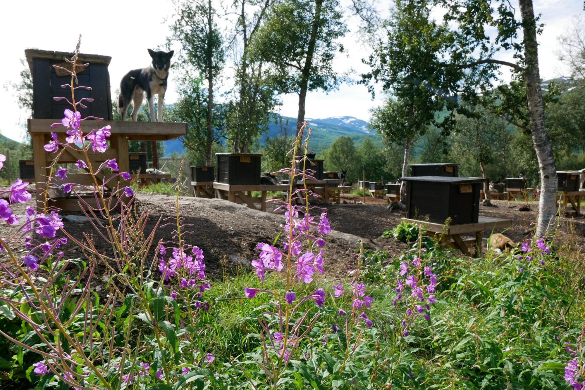 Bardu Huskylodge Extérieur photo